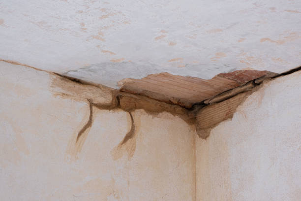 Best Mold removal after water damage  in Citrus Hills, FL